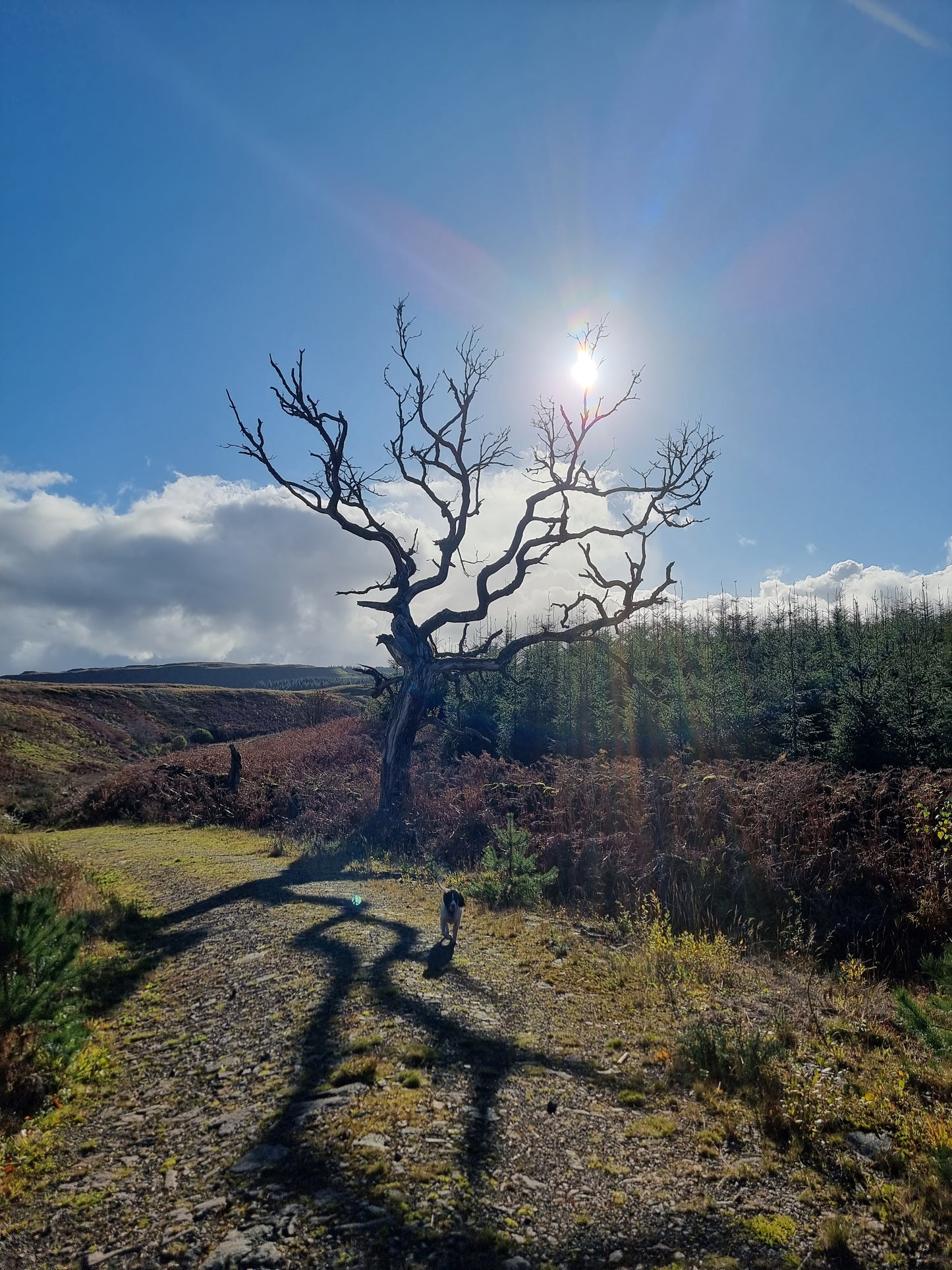 WIQ T-Shirt 3 - Stirlingshire