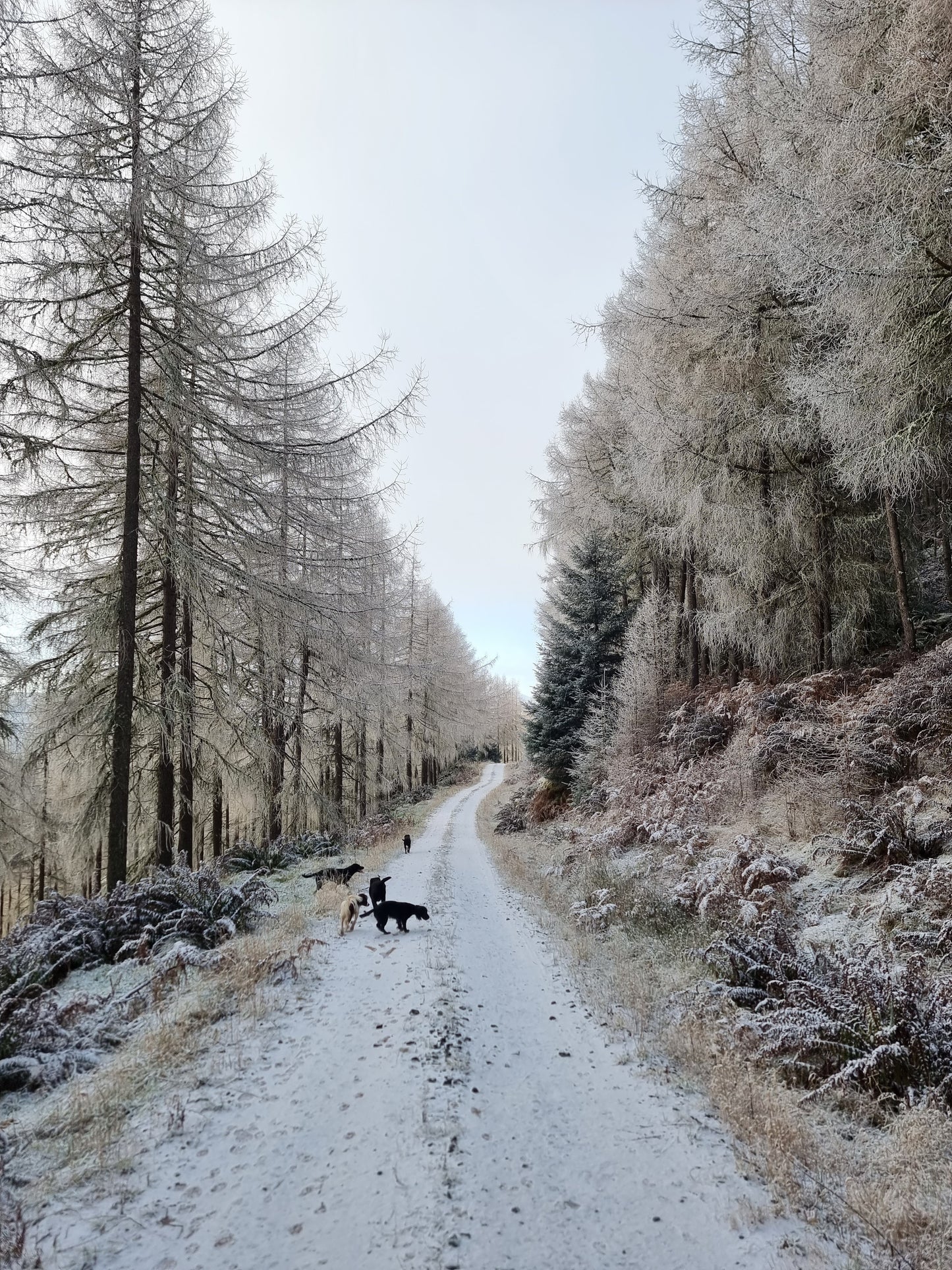 WIQ T-shirt 5 - Perthshire