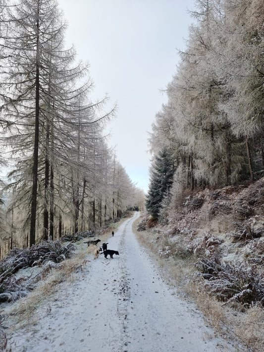 WIQ T-shirt 5 - Perthshire