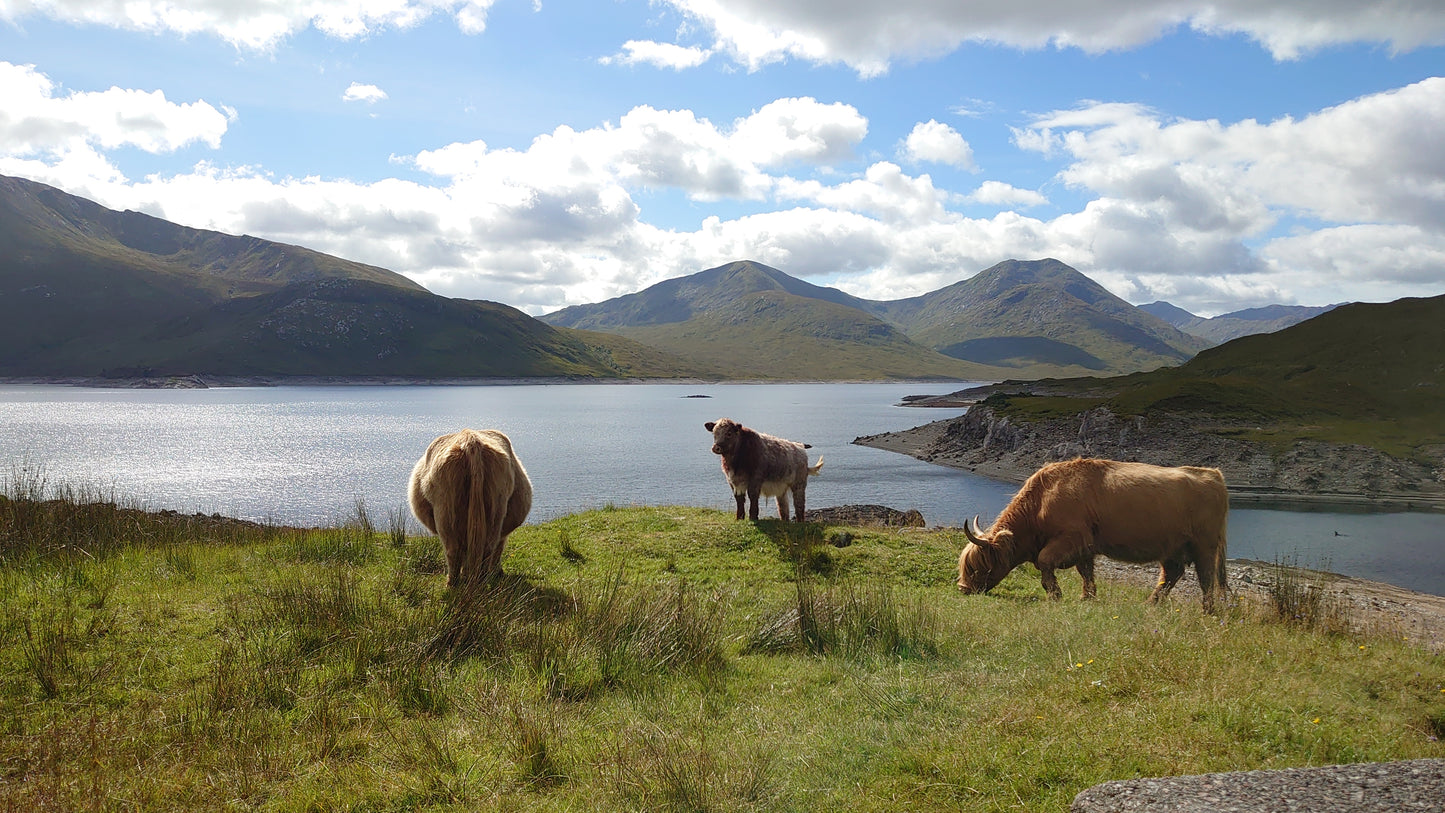 WIQ T-Shirt 1 - Remote West Coast