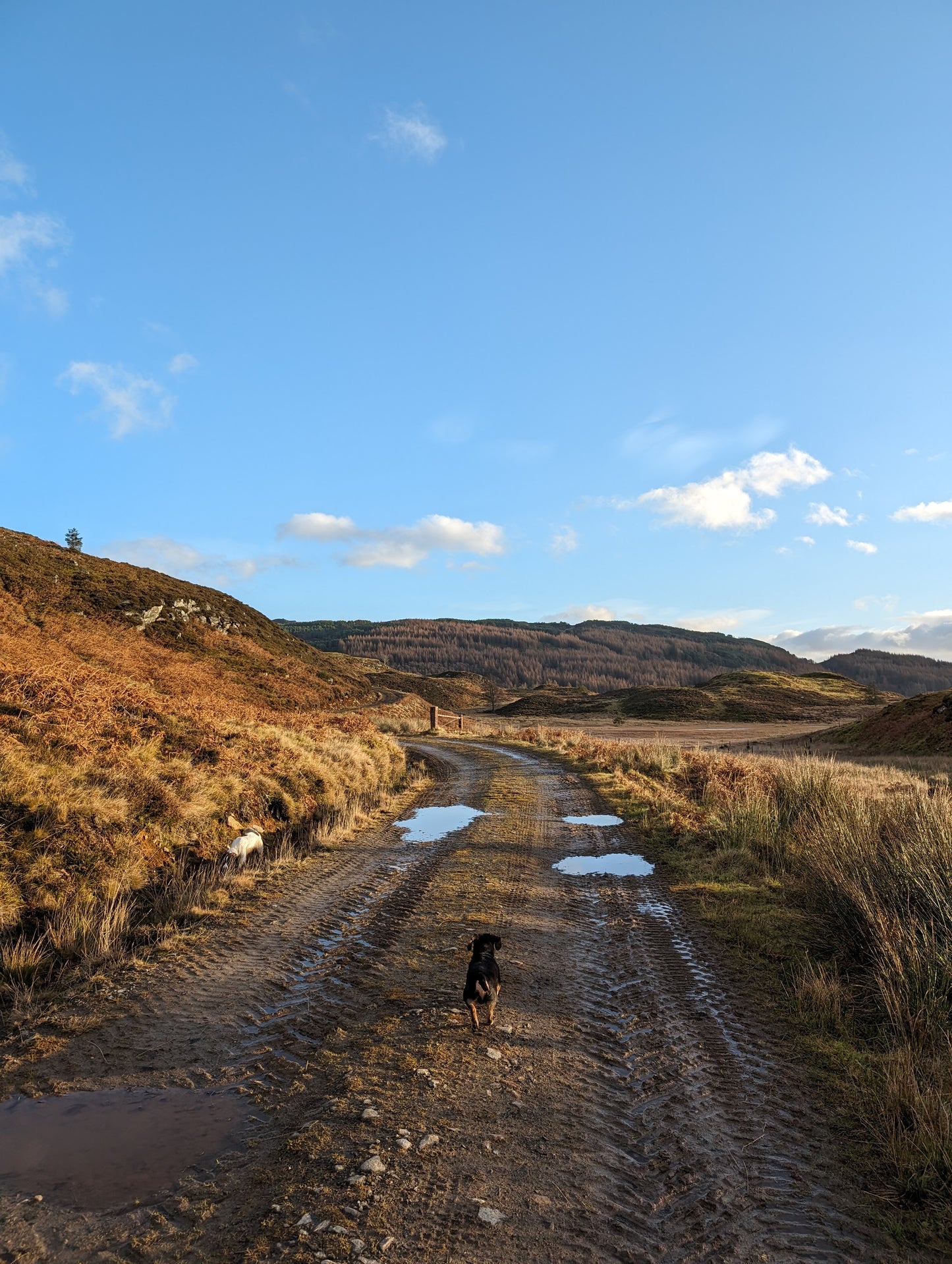 WIQ T-shirt 10 - Perthshire