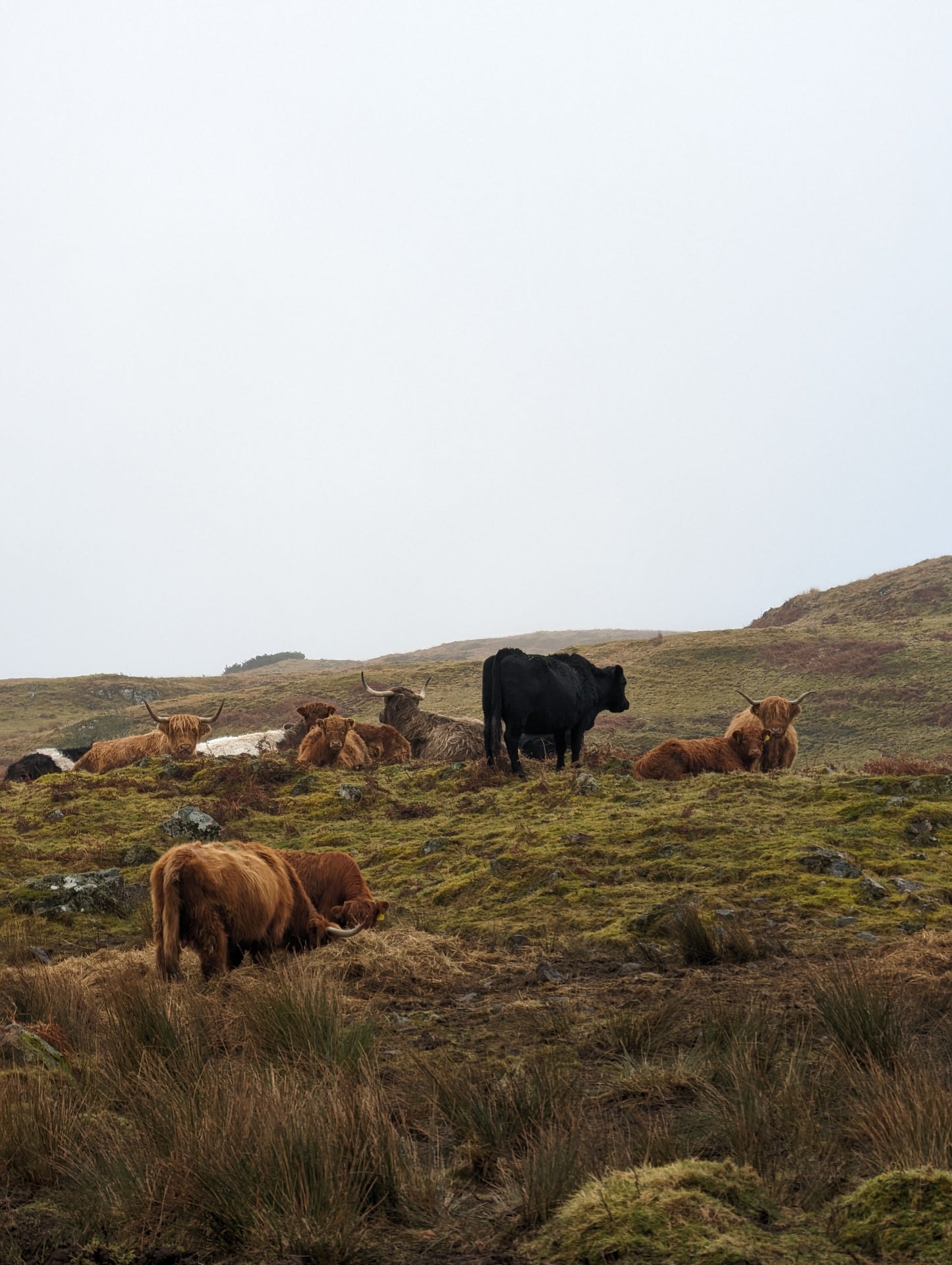 WIQ T-shirt 11 - Stirlingshire